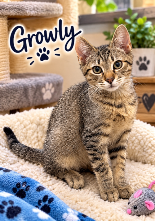 Growley, a cat for adoption from Friends of Orange County's Homeless Pets