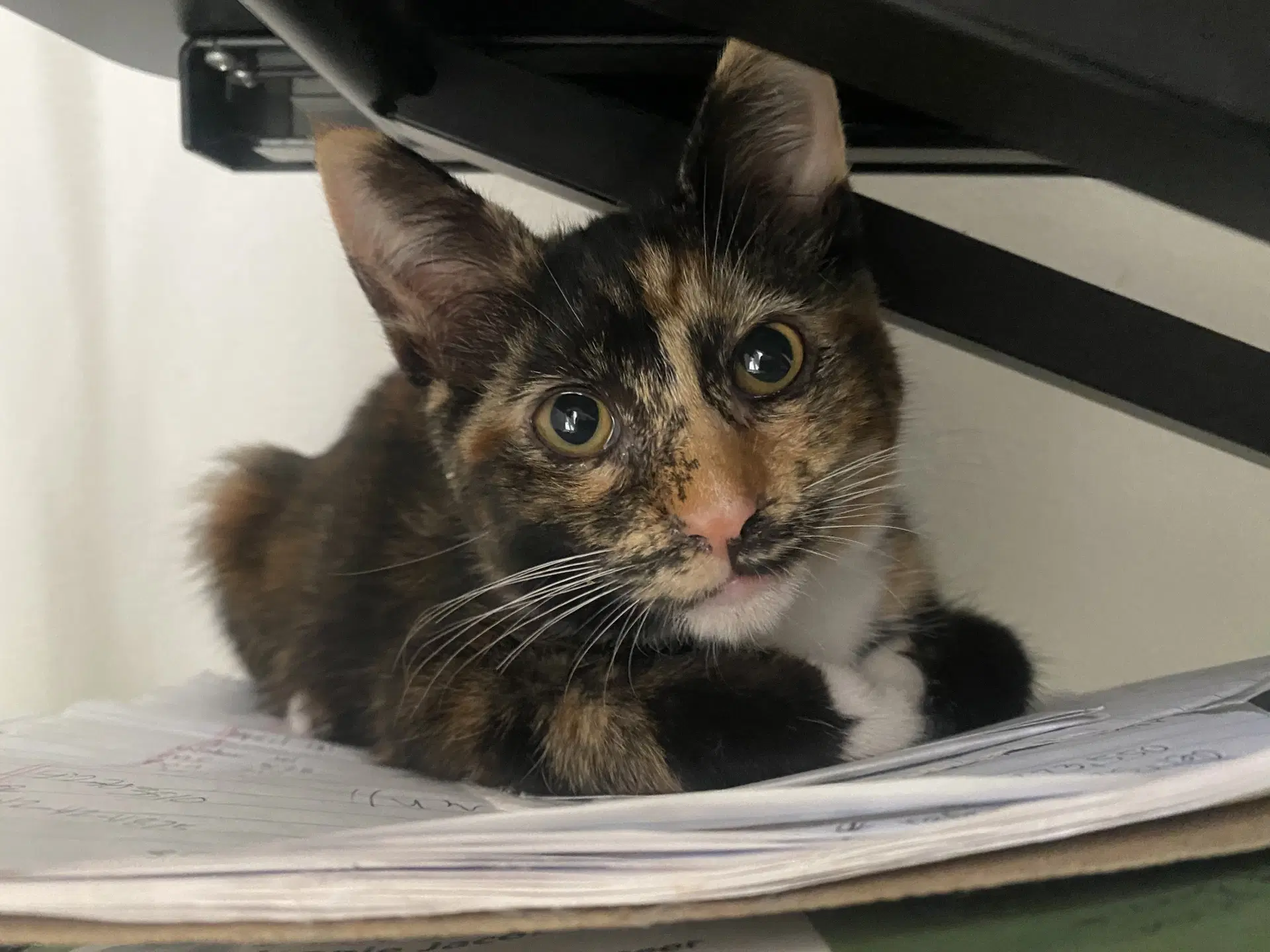 Coco - Calico