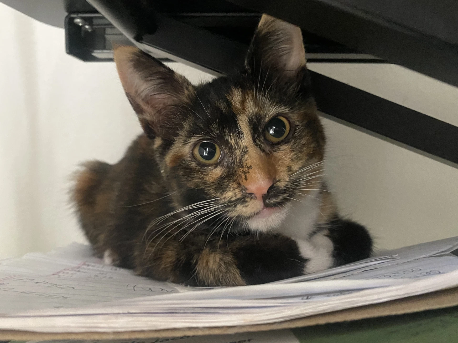 Coco