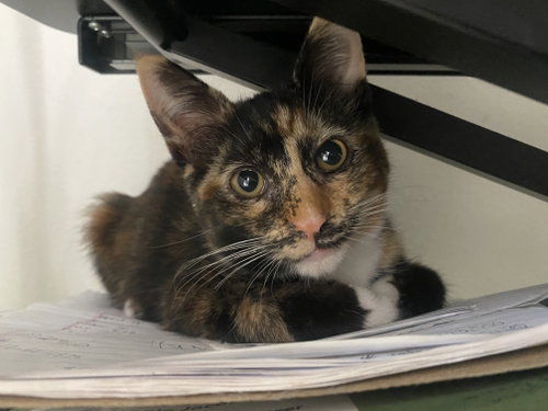 Coco, a cat for adoption from Friends of Orange County's Homeless Pets