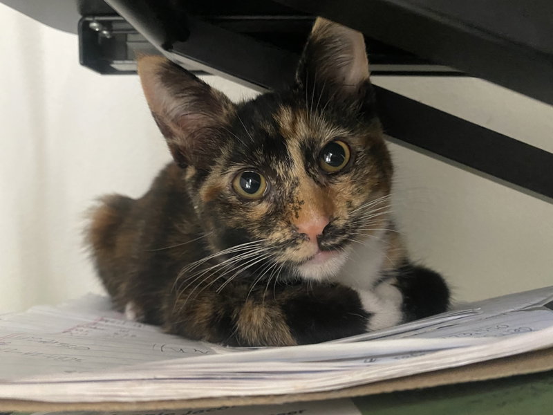 Coco, a female Calico kitten up for adoption