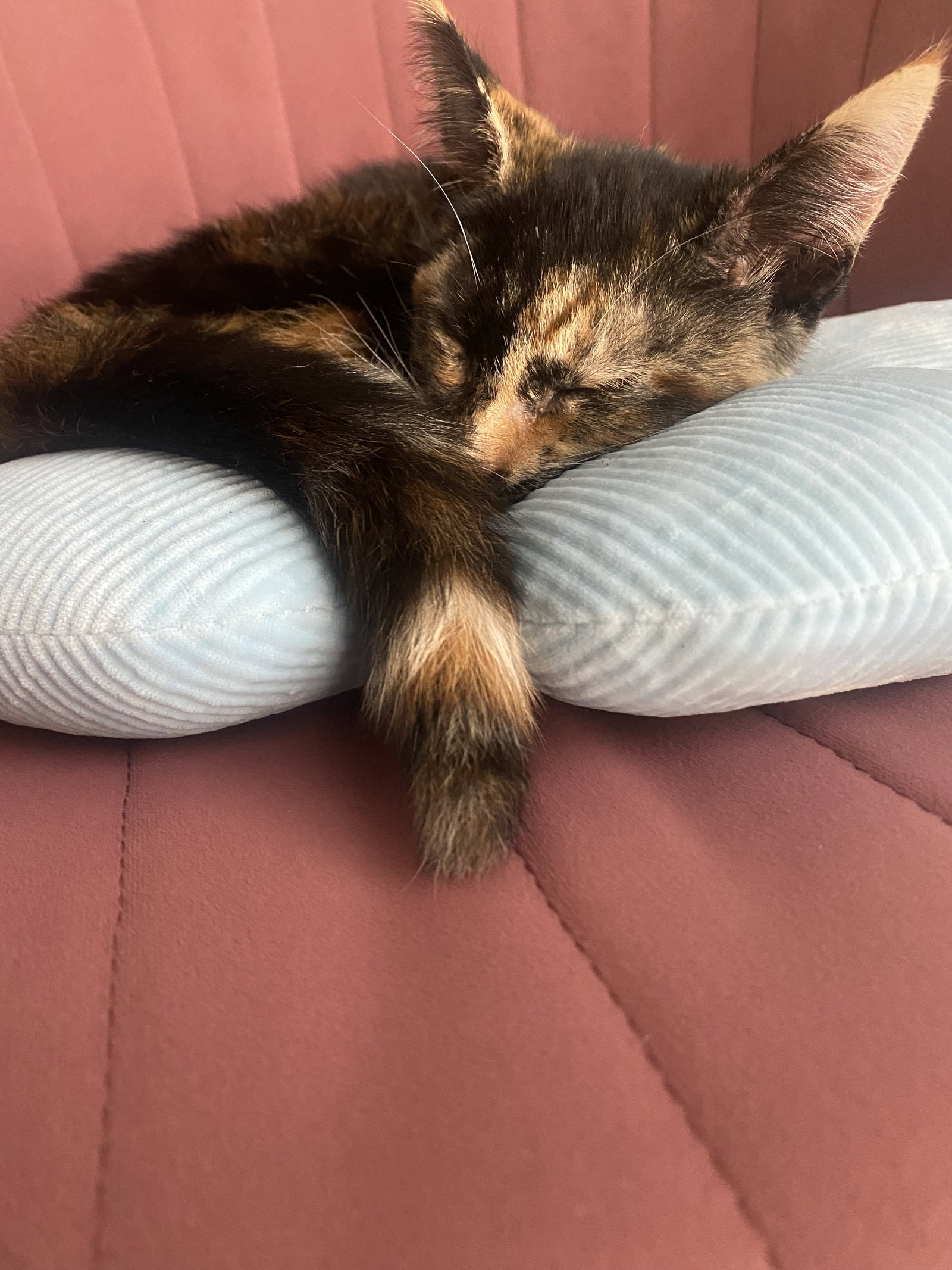 Coco, photo 2