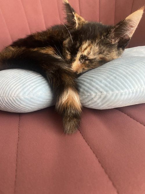 Photo 2 of Coco
