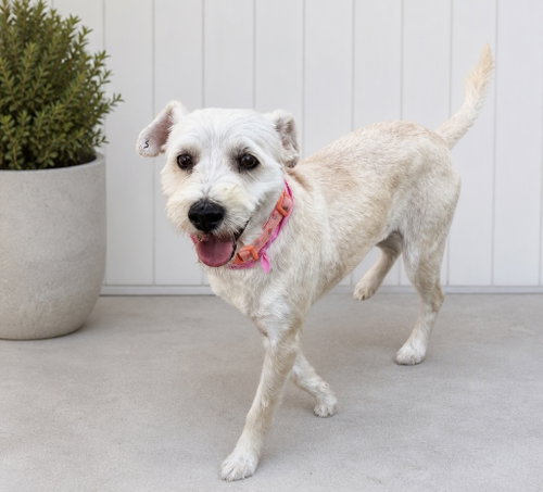 Reba, a dog for adoption from Friends of Orange County's Homeless Pets