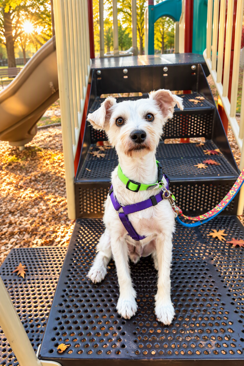 Reba, Havanese / Terrier / Mixed (short coat)