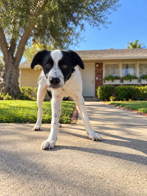 Woody, a dog for adoption from Friends of Orange County's Homeless Pets