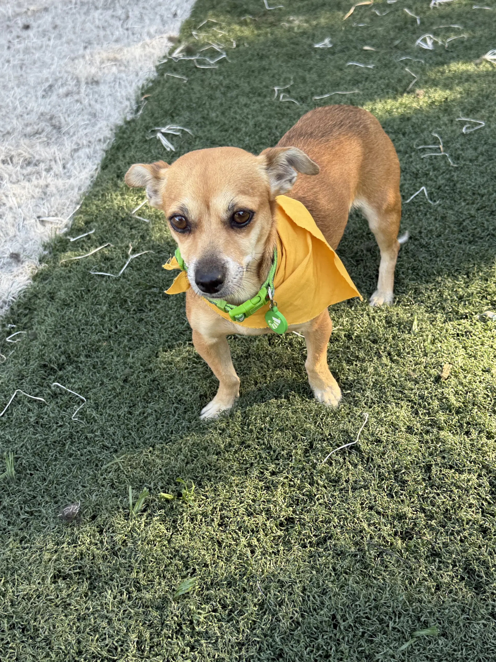 Rose - Chihuahua