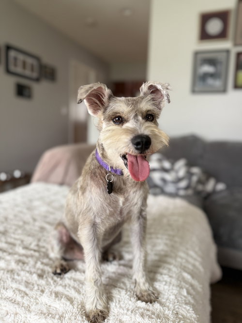 Murphy, a dog for adoption from Friends of Orange County's Homeless Pets