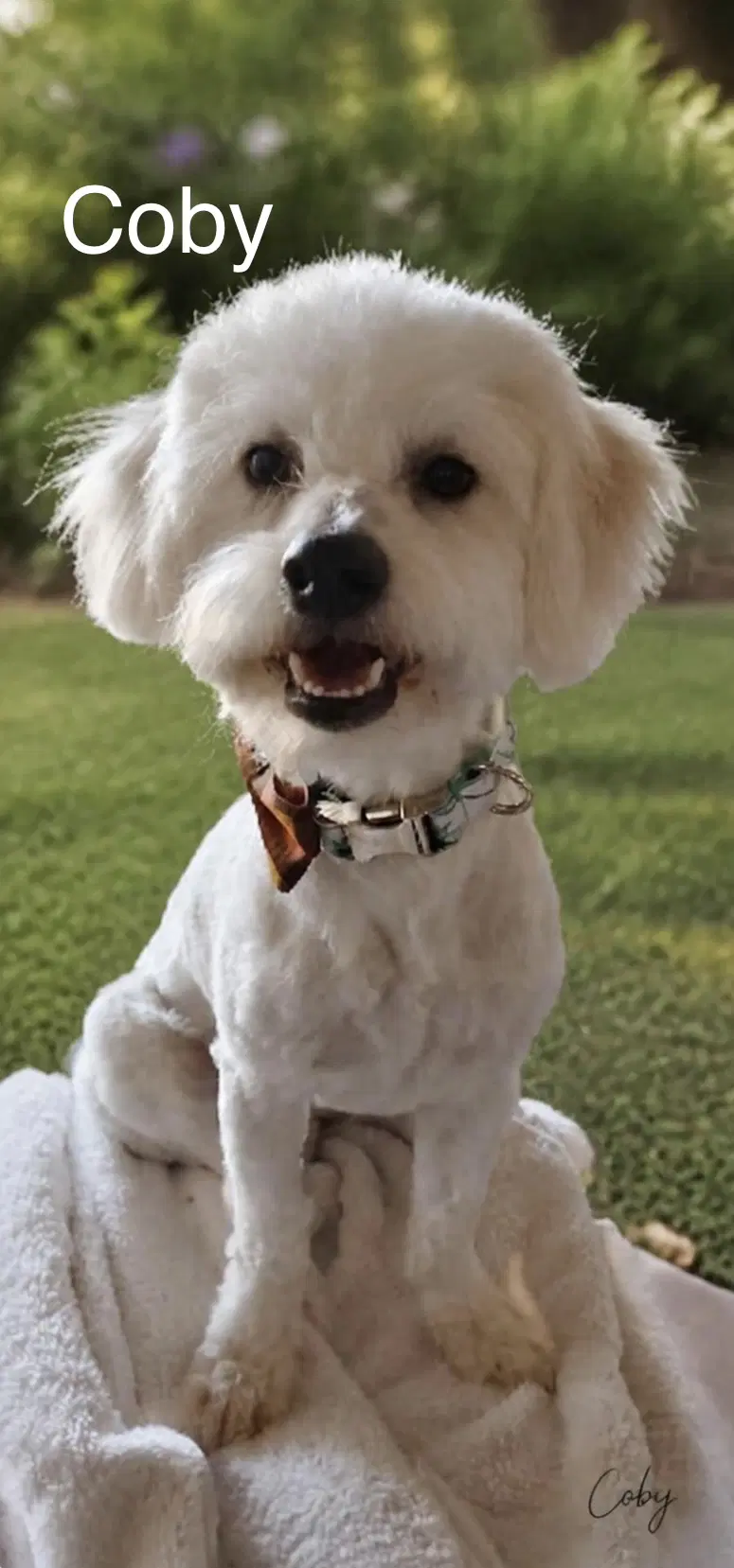 Coby - Poodle (Toy)