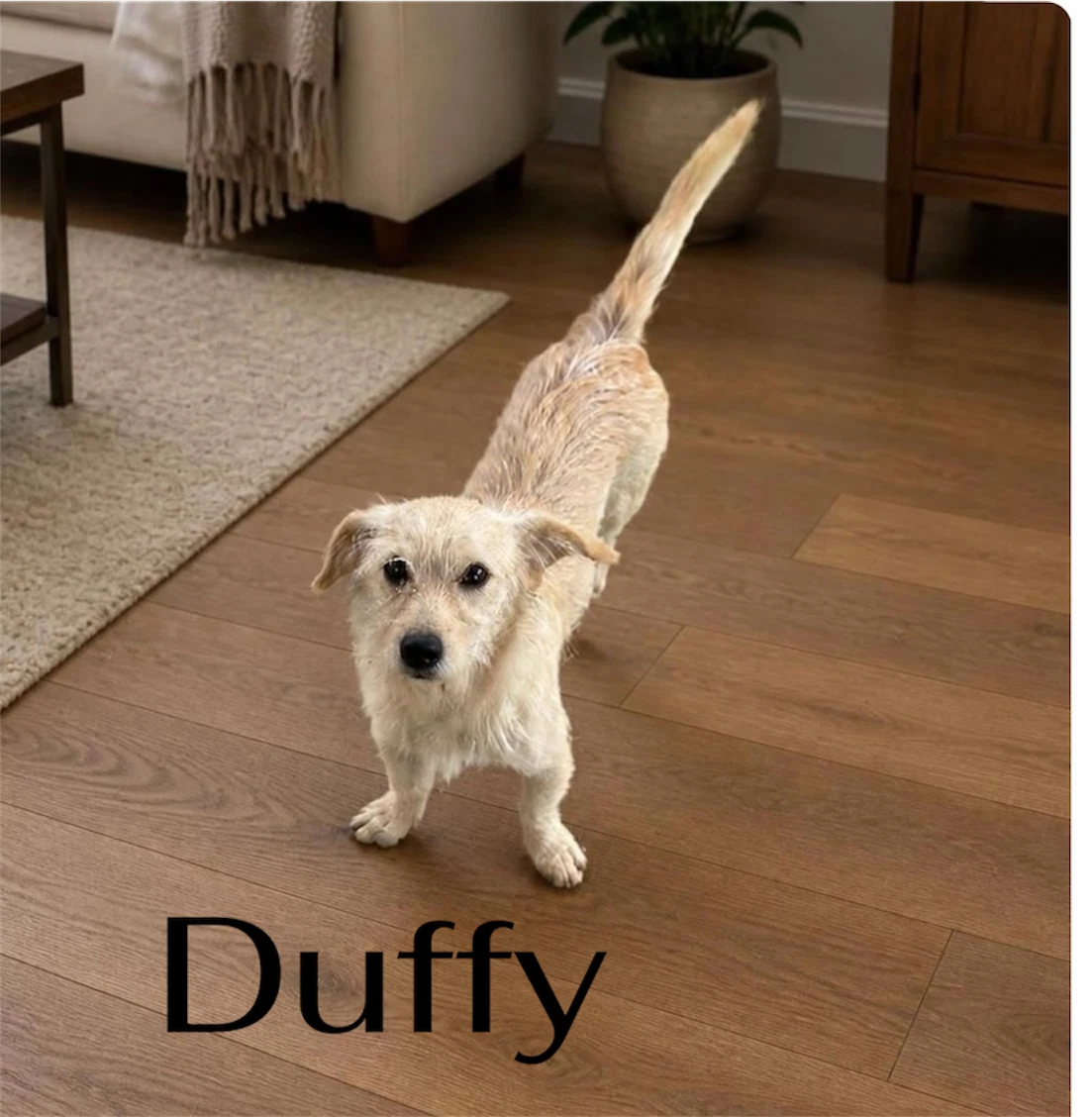 Duffy