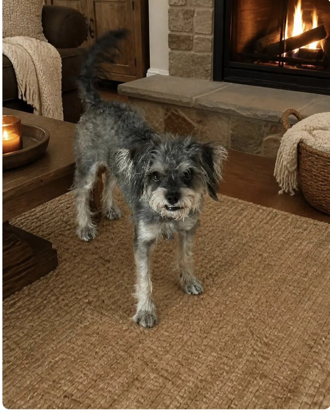 Gwen - Yorkshire Terrier Yorkie