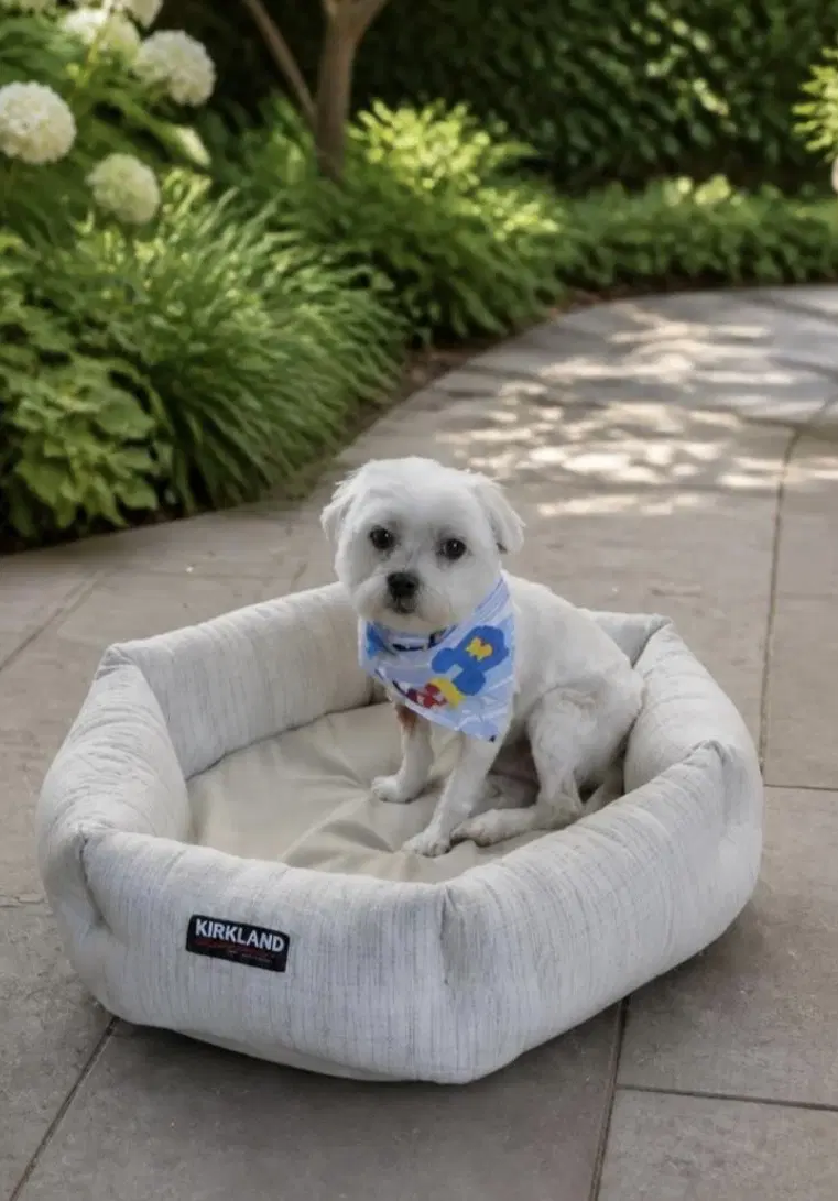 Chewy - Maltese