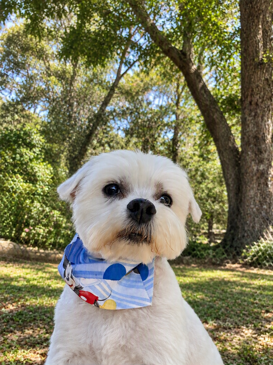 Chewy, photo 2