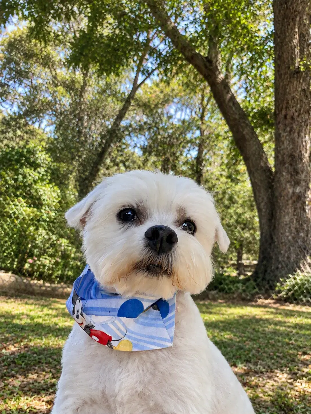 Chewy image 2