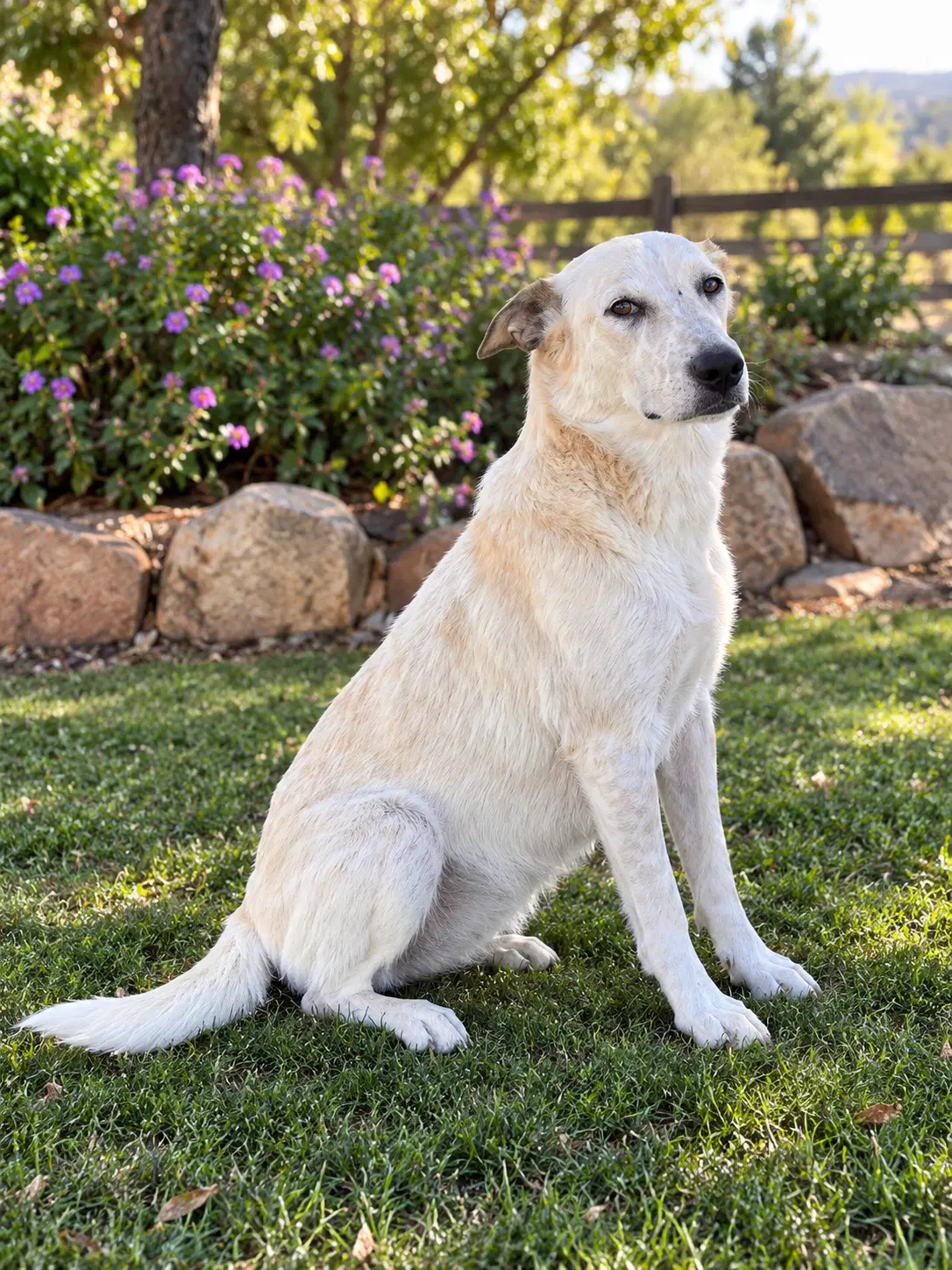 Joy - Australian Cattle Dog/Blue Heeler