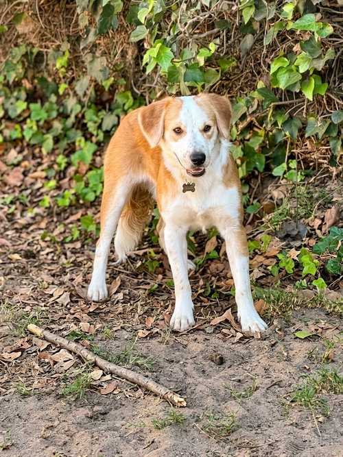 Atlas, Brittany / Mixed (short coat)