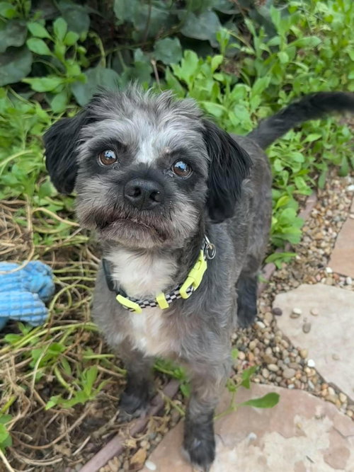 Oscar, Lhasa Apso / Shih Tzu (short coat)