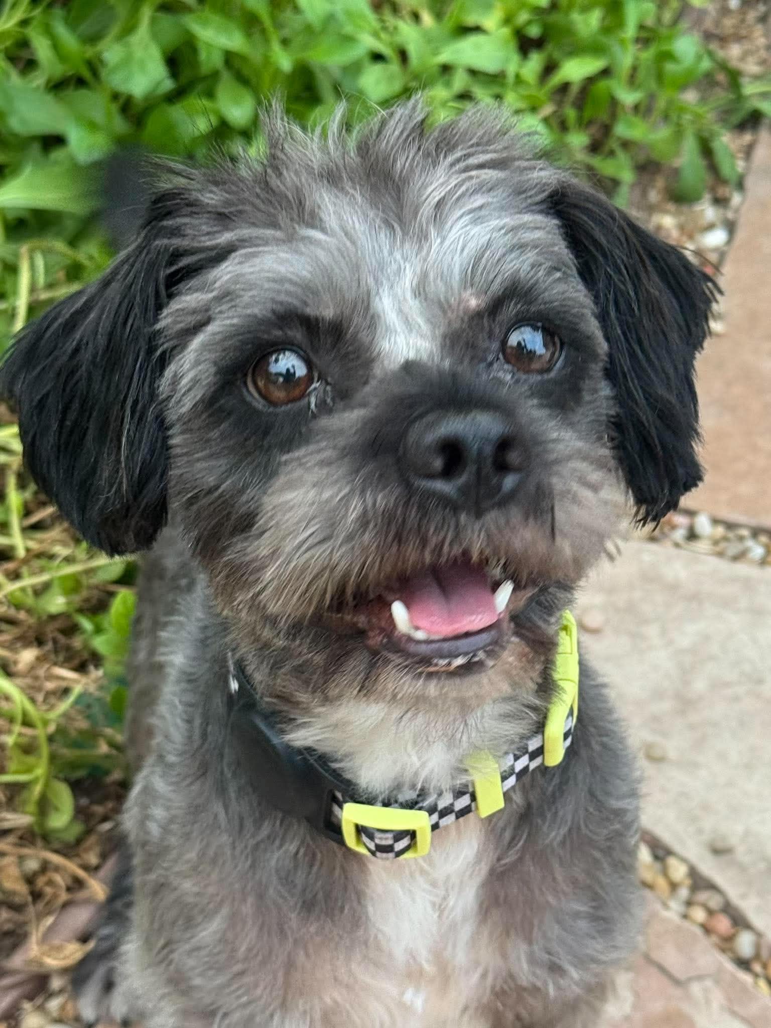 Oscar, photo 3