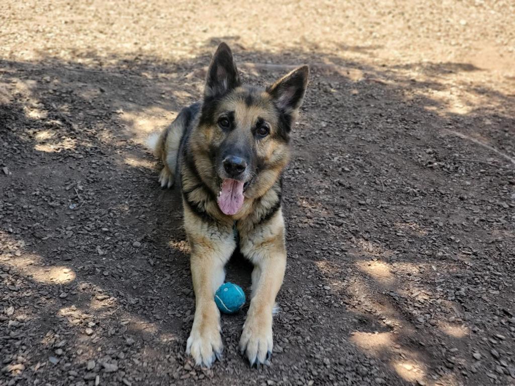 Dog adoption in San Jose, CA 95124 German Shepherd Dog (medium coat
