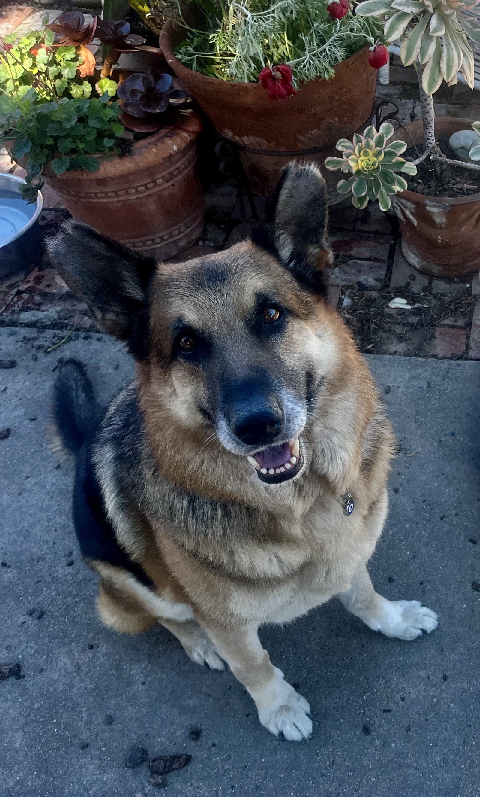adoptable Dog in Berkeley, CA named Rocky