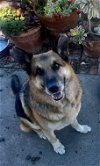 adoptable Dog in berkeley, CA named Rocky