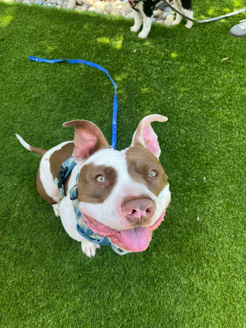 TITO - American Bulldog available for adoption