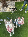Tito - Photo 4