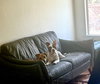 Tito - Photo 6