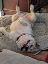 Mochi - Photo 3