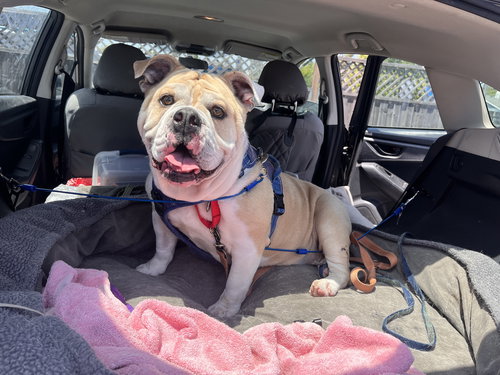 MOCHI - English Bulldog available for adoption