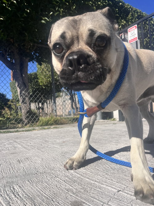 picture of the dog needing adoption
