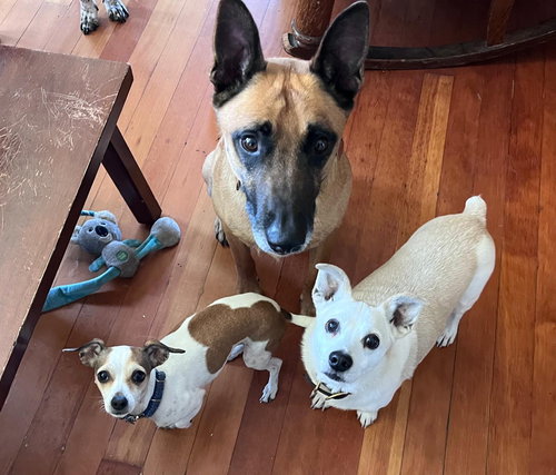 ROUX - Belgian Shepherd Malinois available for adoption