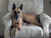 Roux - Photo 4
