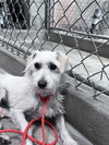 Willow - Photo 5