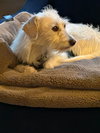 Willow - Photo 6