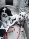 Willow - Photo 7
