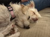 Willow - Photo 4