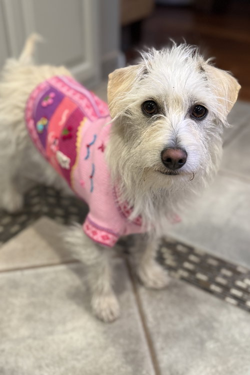 WILLOW - Terrier available for adoption