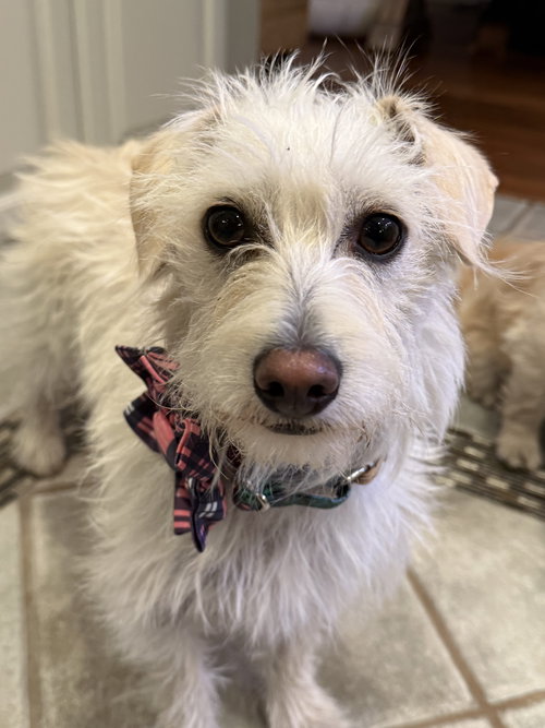 WILLOW - Terrier available for adoption