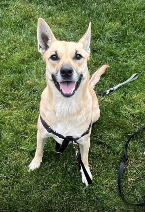 picture of the dog needing adoption