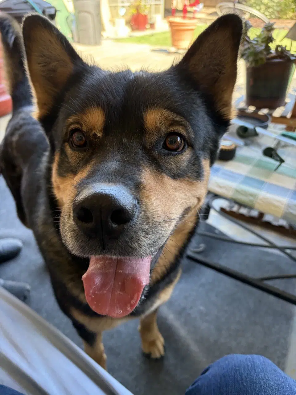 Moose - Shepherd