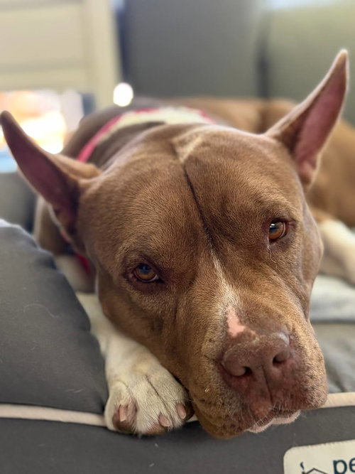 picture of the dog needing adoption