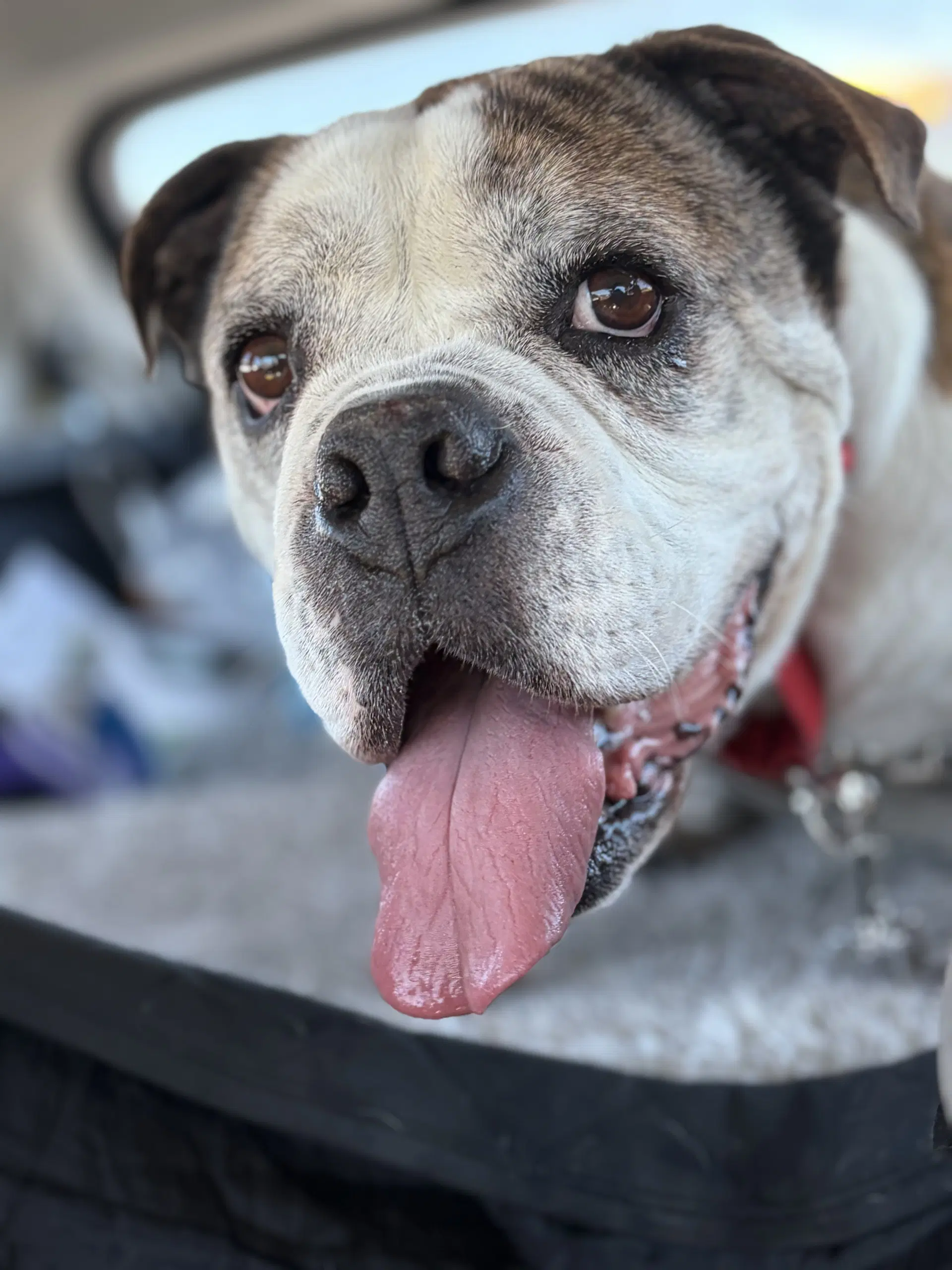 Jumbo Joe - Bulldog
