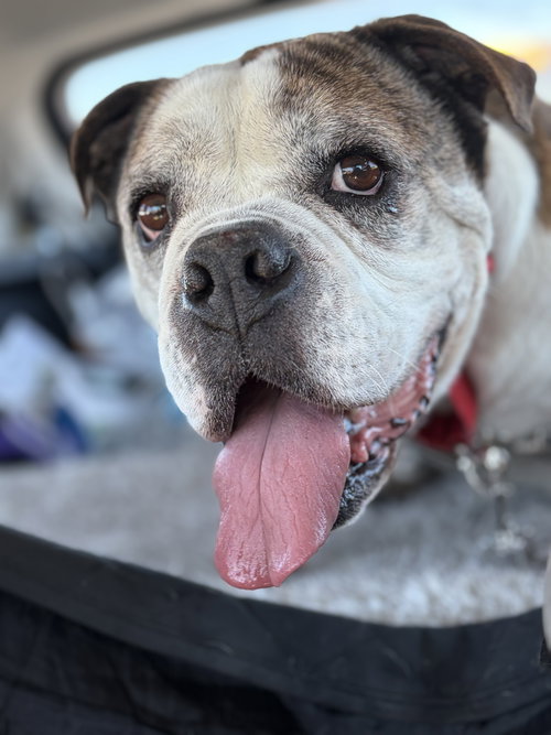 Jumbo Joe, an adoptable Bulldog in San Jose, CA