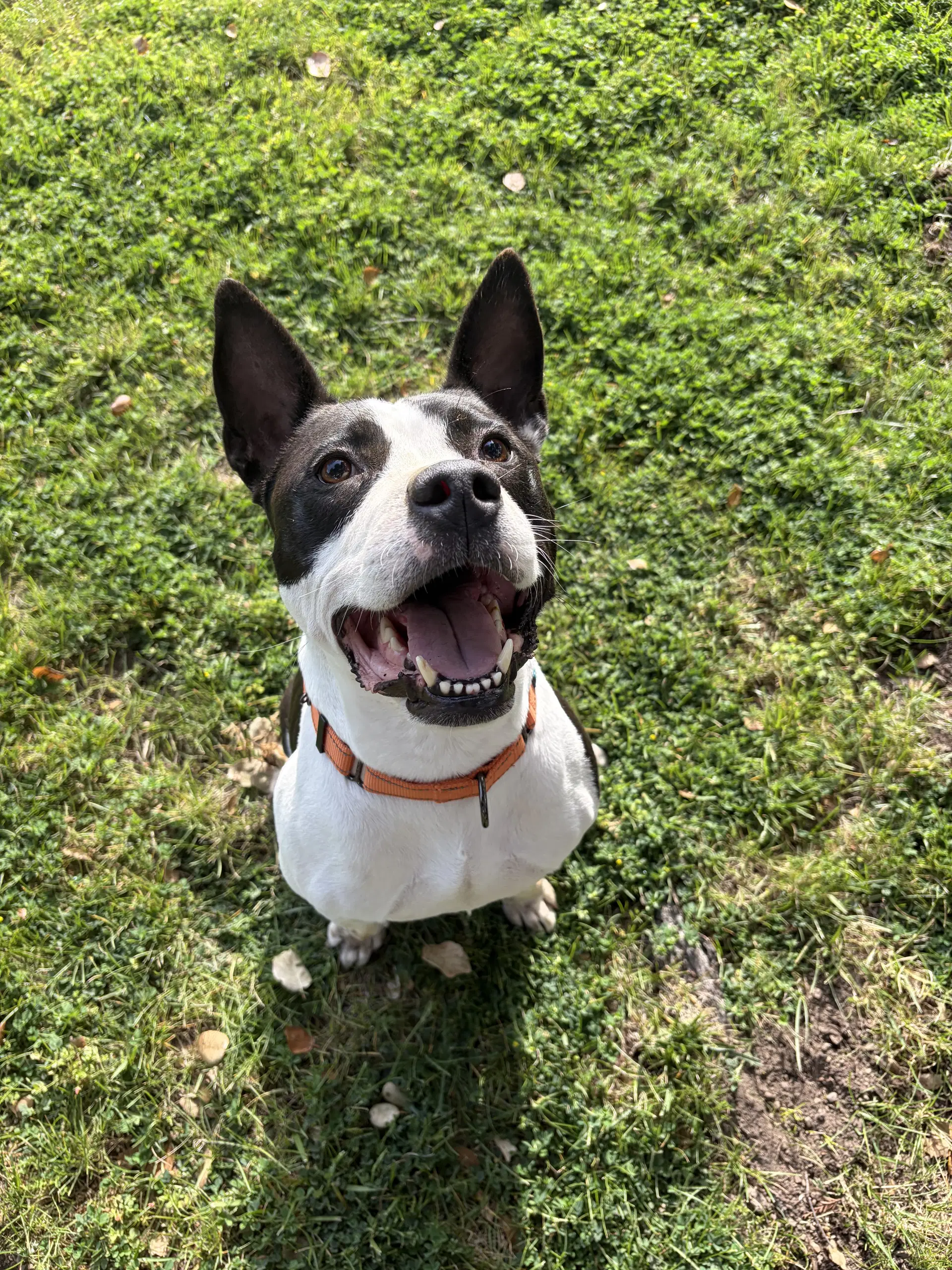 Kiwi - Bull Terrier