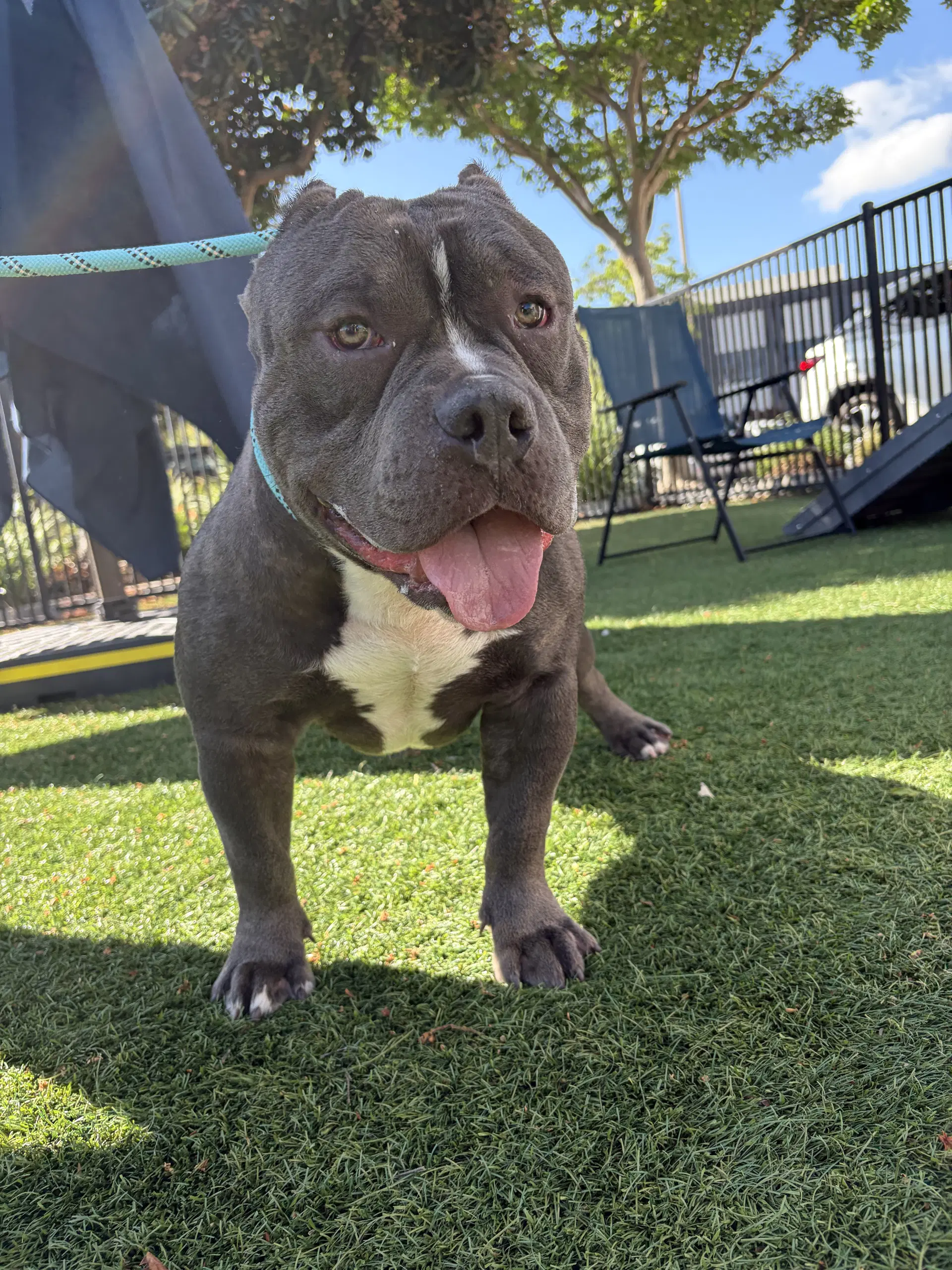 Chonk - American Staffordshire Terrier