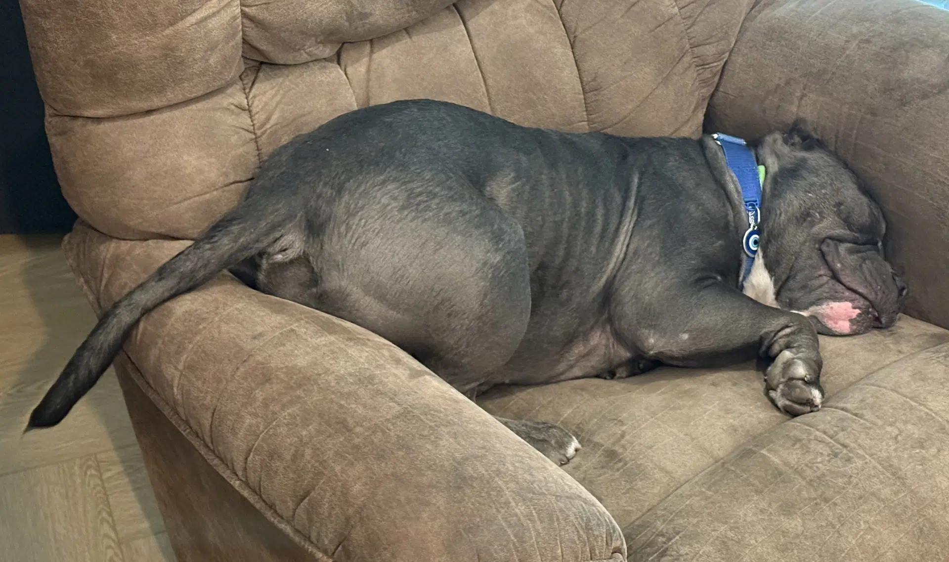 Chonk image 2