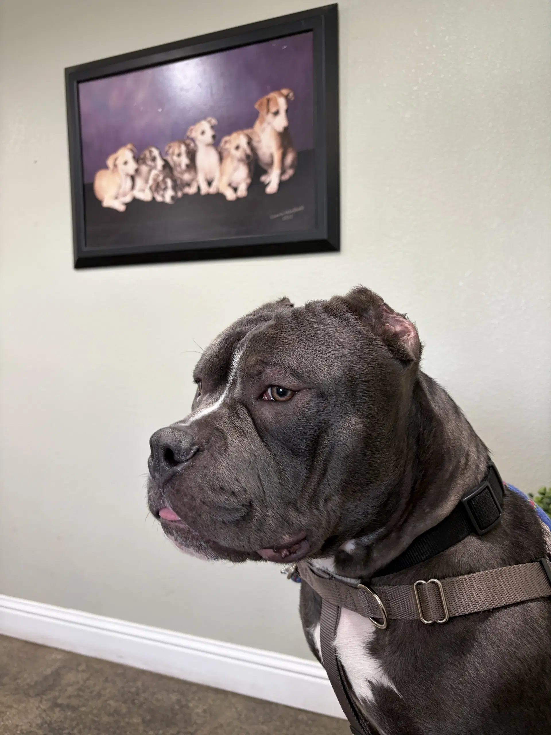 Chonk image 3
