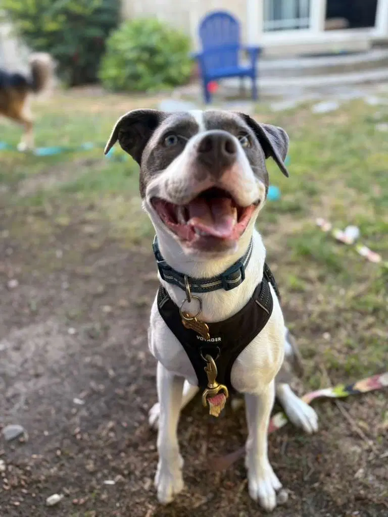 Poppy Seed - Pit Bull Terrier