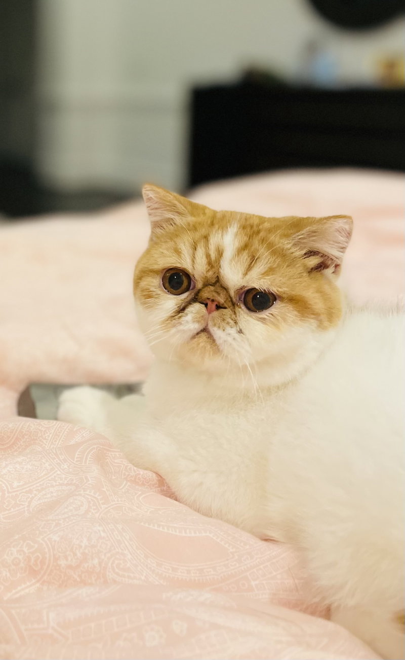 Teddy, an adult male Exotic Shorthair cat up for adoption